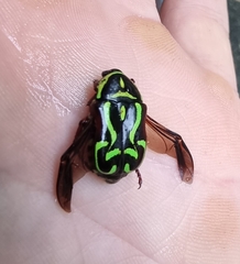 Eupoecila australasiae