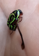 Eupoecila australasiae