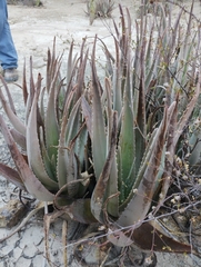 Aloe vera