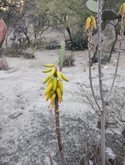 Aloe vera