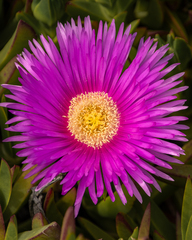 Carpobrotus chilensis