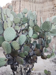 Opuntia streptacantha