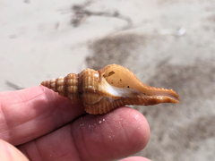 Propefusus australis