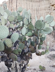 Opuntia streptacantha