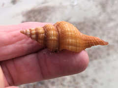 Propefusus australis