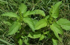 Acalypha ostryifolia