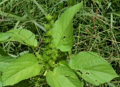Acalypha ostryifolia