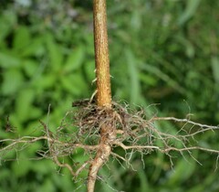 Acalypha ostryifolia