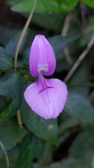 Dicliptera
