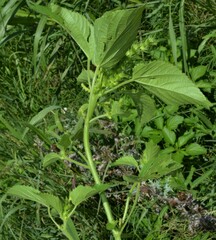 Acalypha ostryifolia