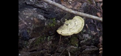 Trametes lactinea