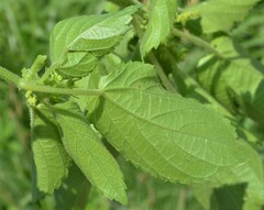 Acalypha ostryifolia