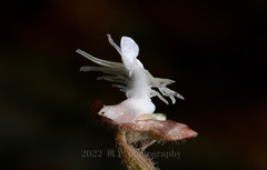 Anoectochilus roxburghii