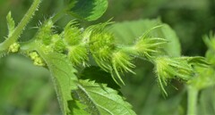 Acalypha ostryifolia