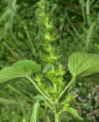 Acalypha ostryifolia