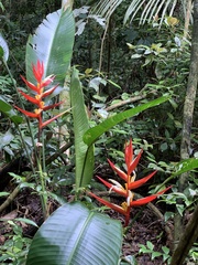 Heliconia angusta