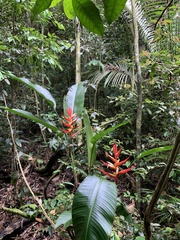 Heliconia angusta
