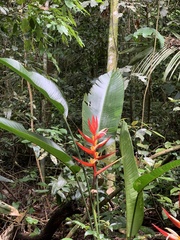 Heliconia angusta