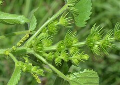 Acalypha ostryifolia