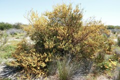Acacia brachybotrya