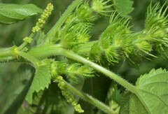 Acalypha ostryifolia