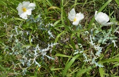 Argemone pleiacantha