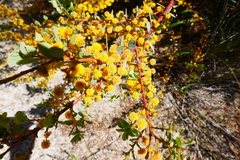 Acacia brachybotrya