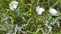 Argemone pleiacantha