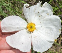 Argemone pleiacantha