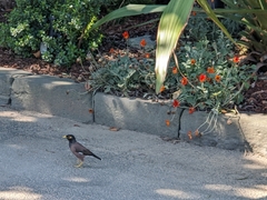Acridotheres tristis