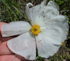 Argemone pleiacantha