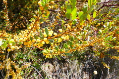 Acacia brachybotrya