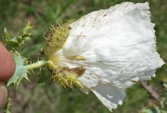 Argemone pleiacantha