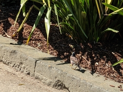 Acridotheres tristis