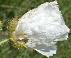 Argemone pleiacantha