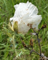 Argemone pleiacantha