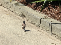 Acridotheres tristis