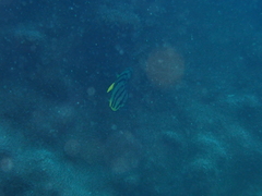 Chaetodon octofasciatus