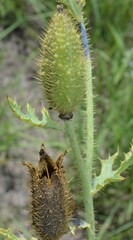 Argemone pleiacantha