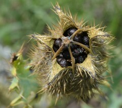 Argemone pleiacantha