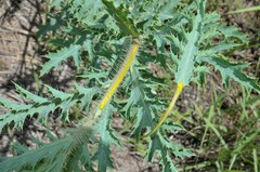 Argemone pleiacantha