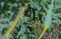 Argemone pleiacantha