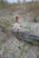 Asphodelus fistulosus