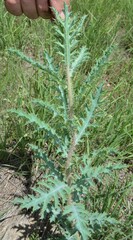 Argemone pleiacantha