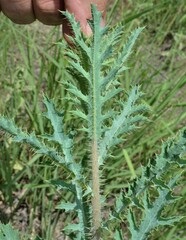 Argemone pleiacantha