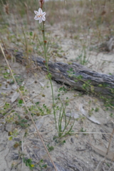 Asphodelus fistulosus