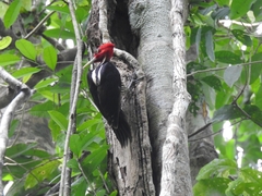 Campephilus guatemalensis