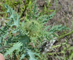 Argemone pleiacantha