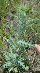 Argemone pleiacantha