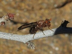 Diacrita costalis